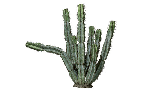 Isolated thorny green succulent plant, a cluster of upright cactus-like stems branching out
