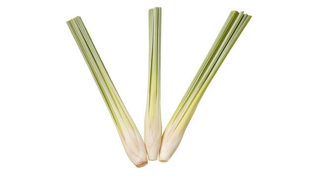 Isolated fresh aromatic lemongrass stalks for Asian cuisine and healthy cooking ingredients