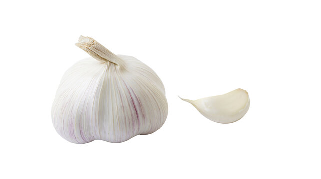 Isolated fresh garlic bulb and separate clove, aromatic ingredient for healthy cooking