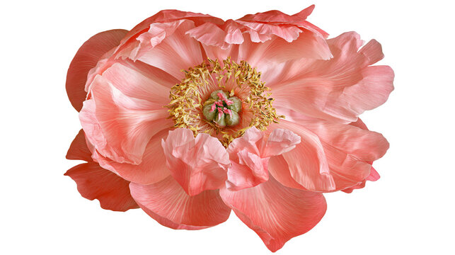 Isolated delicate coral pink peony flower in full bloom showing intricate petals and stamen