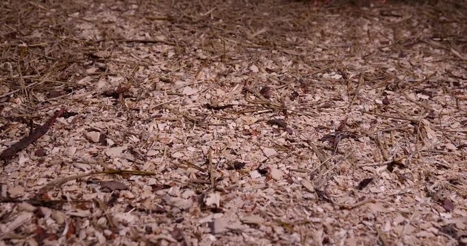 Small broiler chickens on the floor, broiler chickens stand in a sawdust room at a factory in a rural area