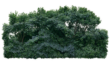 Isolated dense green foliage bush or natural garden hedge for landscaping and architectural designs © Oisin