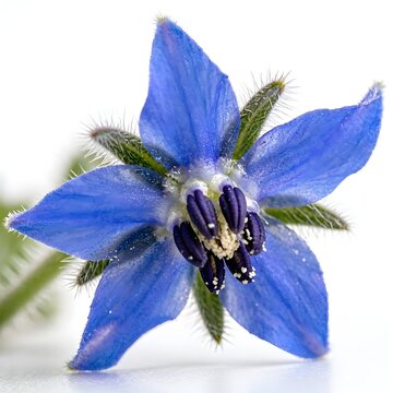 Macro Shot of Vibrant Blue Borage Flower Starflower Edible Herb Isolated on White Background