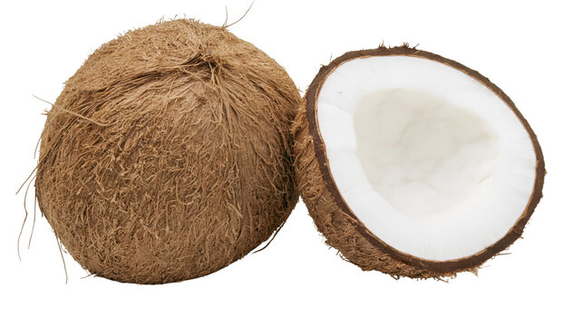 Isolated whole and fresh halved coconut showing its fibrous brown husk and white flesh.