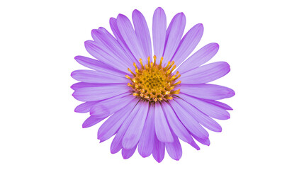 Fototapeta premium Isolated purple aster flower with vibrant yellow center, elegant blooming petals on display