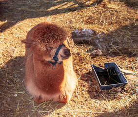 Naklejka premium Fluffy Brown Alpaca Resting in Warm Winter Sunlight