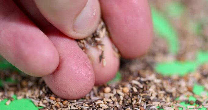 Dry multi grain birdseed background texture, mixed raw wild bird seed food components lying in thick heap close up indoors
