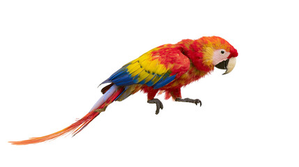 Isolated tropical scarlet macaw parrot with striking red, yellow, and blue plumage, beautiful. © Oisin