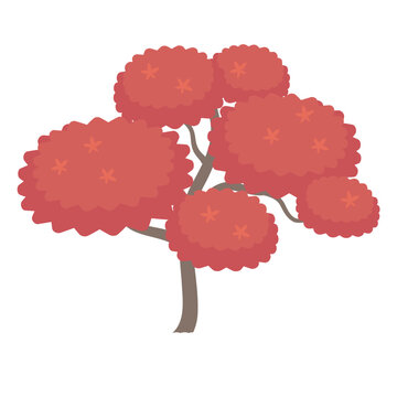 紅葉したカエデ