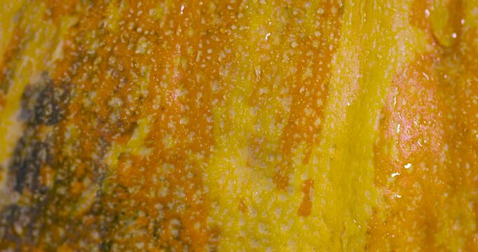 Mottled green-yellow texture of pumpkin surface, whole pumpkin peel in close-up with multicolored stripes  