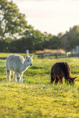Naklejka premium White and brown alpacas eating the grass in the farm at sunset, New Zealand
