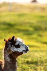 Naklejka premium Close up of white and brown alpaca's head at sunset, New Zealand
