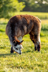 Naklejka premium Brown and white alpaca eating grass at sunset, summer, New Zealand