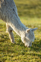 Naklejka premium White alpaca eating the grass, New Zealand