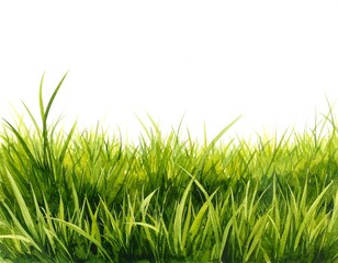 Obraz premium Watercolor painting of lush green grass isolated on a white background. Ideal for eco-friendly designs and spring concepts.