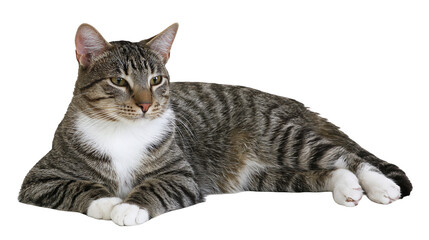 Isolated adorable domestic tabby cat with green eyes lying down and resting peacefully © Andrei