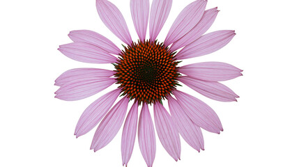 Obraz premium Isolated blooming purple coneflower, a beautiful garden flower and natural healing herb.