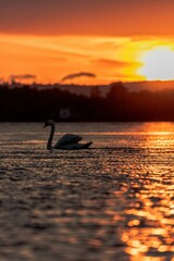 sunset on the lake and a swan © Mubin