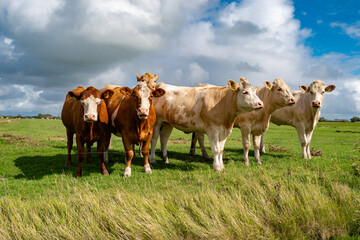 Cow stands across fresh meadow. Healthy cow joins cows naturally. Cow follows livestock, cattle, grazing herd. Cow returns toward green pasture. © Volodymyr