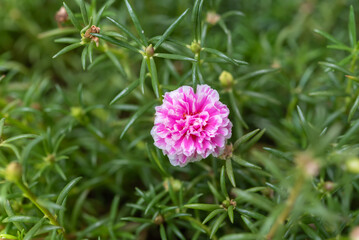 Pink portulaca flower blooming among lush green succulent leaves natural garden delicate layered petals vibrant floral beauty © JP.Studio