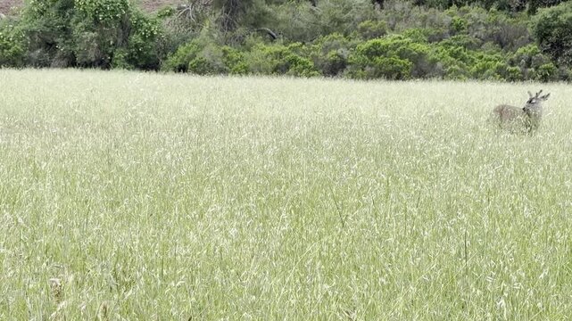 Three mule deer graze half-hidden in lush spring grasses