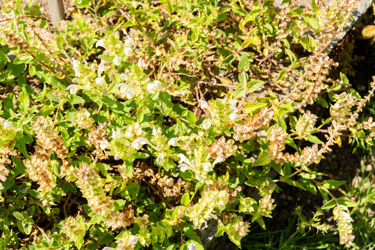 Alpine skullcap or Scutellaria Alpina plant in Saint Gallen in Switzerland 29.6.2026