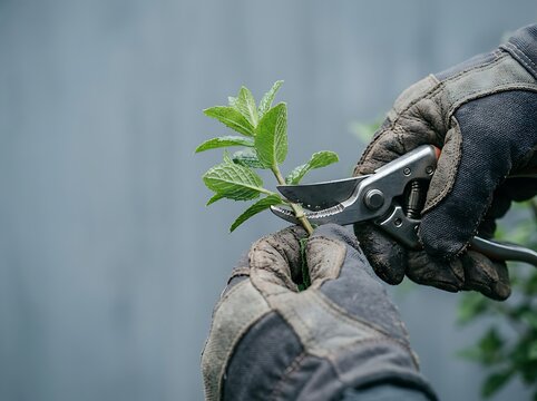 Gardener Pruning Young Green Plant Shoot with Hand Pruning Shears in Close-Up Garden Care