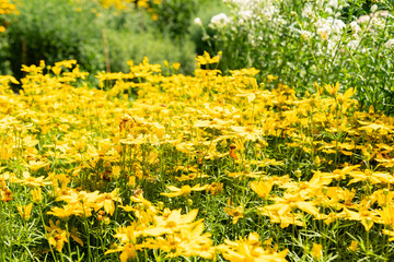 Fototapeta premium Whorled tickseed or Coreopsis Verticillata plant in Saint Gallen in Switzerland 29.6.2026