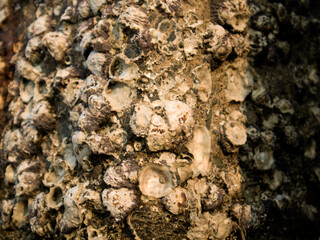 the structure of a breakwater on the beach, the bottom of which is covered in shells and has become fossils © Aku Moto Lagi