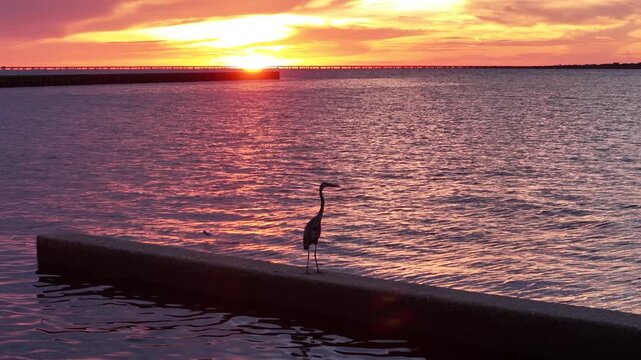 Cinematic slow motion footage of a crane flying in silhouetted against a colorful evening sky with shimmering reflections on the surface. Fish Jumps out water.