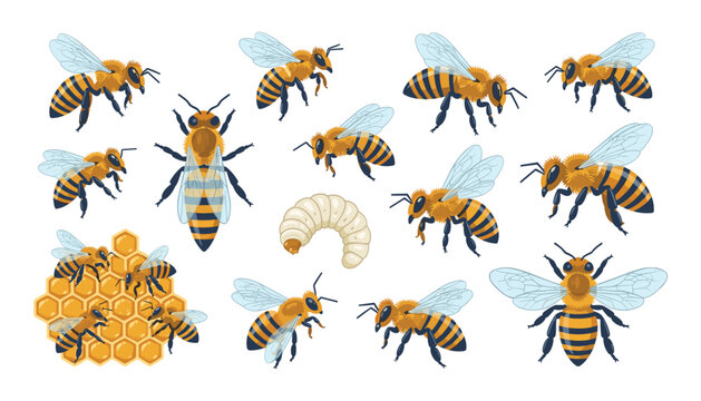 Honey bee life cycle vector set with queen honeybees worker bees honeycomb larva and flying insect illustration