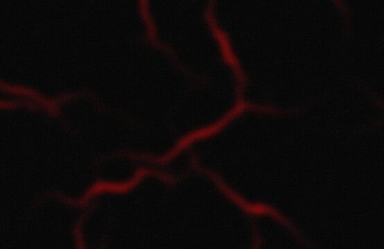 Red glowing abstract vein pattern on black background