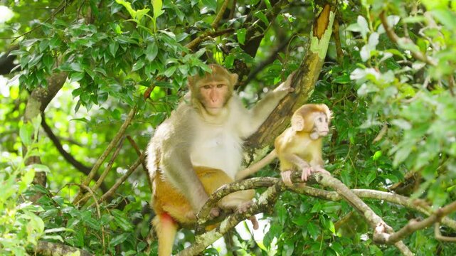 Adult monkey with baby on tree branch