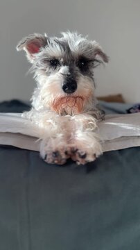 Miniature schnauzer puppy yawning on a bed
