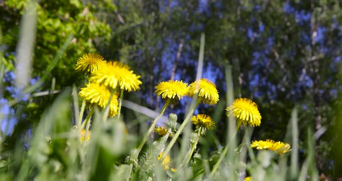 Yellow dandelion blossoms on spring field, sunlit wild dandelion wildflowers blooming in thick green grass lawn in countryside environment