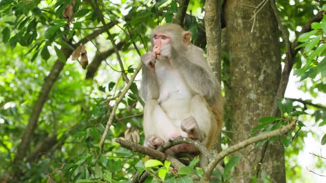 Monkey sitting on tree branch in forest