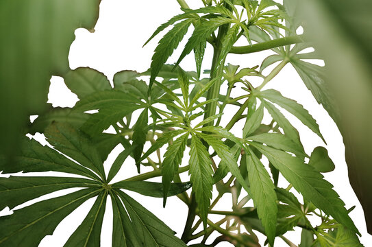 green domestic marihuana leaves white background