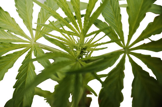 Green and beautiful marihuana plant