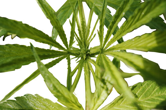 Green and beautiful marihuana plant