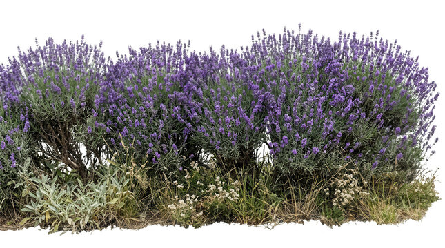 Cespuglio di lavanda in fiore con fiori viola e fogliame verde, isolato su sfondo bianco per progetti di design e giardinaggio.