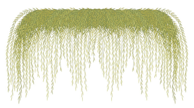 Illustrazione vettoriale di rami di salice piangente verde che pendono verso il basso, isolati su sfondo bianco, ideali per design naturalistici e decorazioni botaniche eleganti.