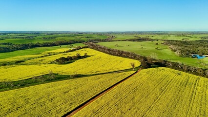 Obraz premium Seddon, Kangaroo Island, South Australia – 4K aerial drone view of spectacular yellow canola fields, rolling farmland, rural landscape and spring agricultural countryside