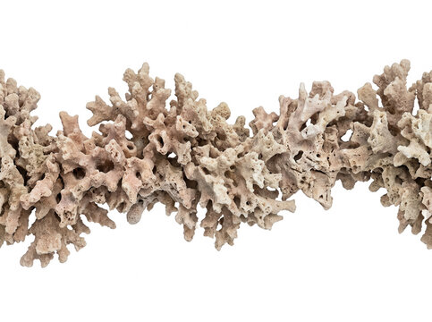 Bordo orizzontale di corallo marino naturale beige isolato su sfondo bianco, ideale per elementi di design e decorazioni a tema oceanico