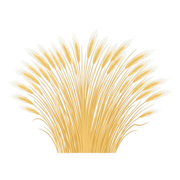 Illustrazione vettoriale di un mazzo di spighe di grano dorate isolate su sfondo bianco, simbolo di raccolto, agricoltura e natura.