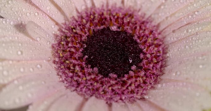 a bouquet of different flowers close up, small bush with yellow centers bloom in a delicate floral arrangement, in bloom