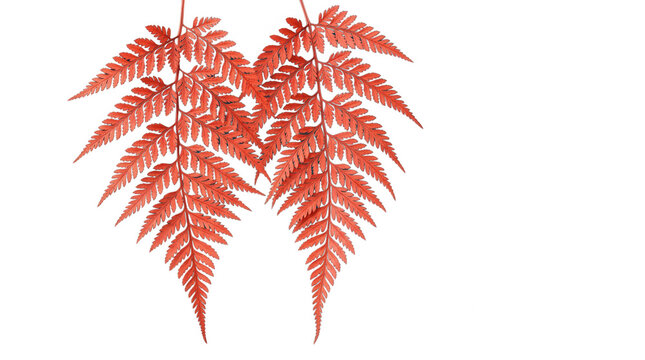 Dos hojas de helecho de color naranja vibrante dispuestas sim&eacute;tricamente sobre un fondo blanco puro, capturadas con un enfoque n&iacute;tido para resaltar la textura detallada y la forma org&aacute;nica de las