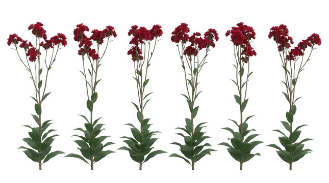 Conjunto de seis tallos de flores de clavel rojo con hojas verdes vibrantes aisladas sobre un fondo blanco puro, perfectas para dise&ntilde;o floral, composici&oacute;n bot&aacute;nica y proyectos de decoraci&oacute;n creativa.