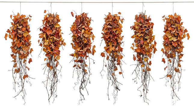 Seis racimos colgantes de follaje oto&ntilde;al seco con hojas marrones y naranjas, ramas entrelazadas y ra&iacute;ces expuestas, dispuestos en fila sobre un fondo blanco puro, ideal para decoraci&oacute;n estacional.