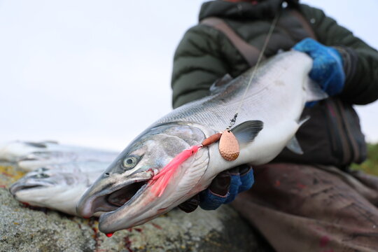 Close‑up of a wild Coho salmon caught on the Egegik River in Alaska, showing a bright pink lure and copper spinner hooked near its mouth on a rocky surface.