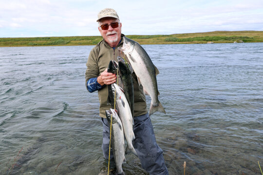 A fisherman stands in the Egegik River holding several freshly caught wild Coho salmon, smiling proudly after a successful day in Alaska&rsquo;s wilderness.